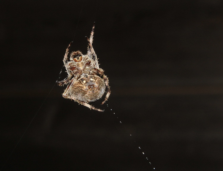 Araneus sp.